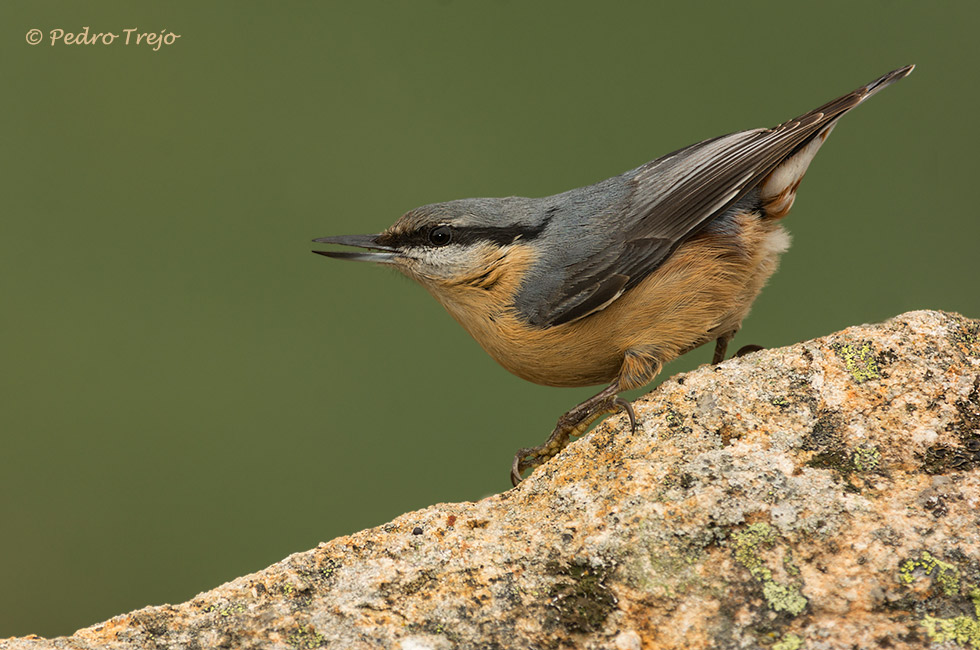 Trepador azul (Sitta europea)